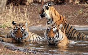 Three new wildlife conservation reserves in Rajasthan